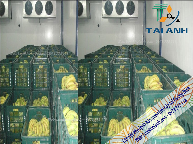 Thiết kế-Lắp đặt kho lạnh bảo quản trái cây tại Quảng Ninh