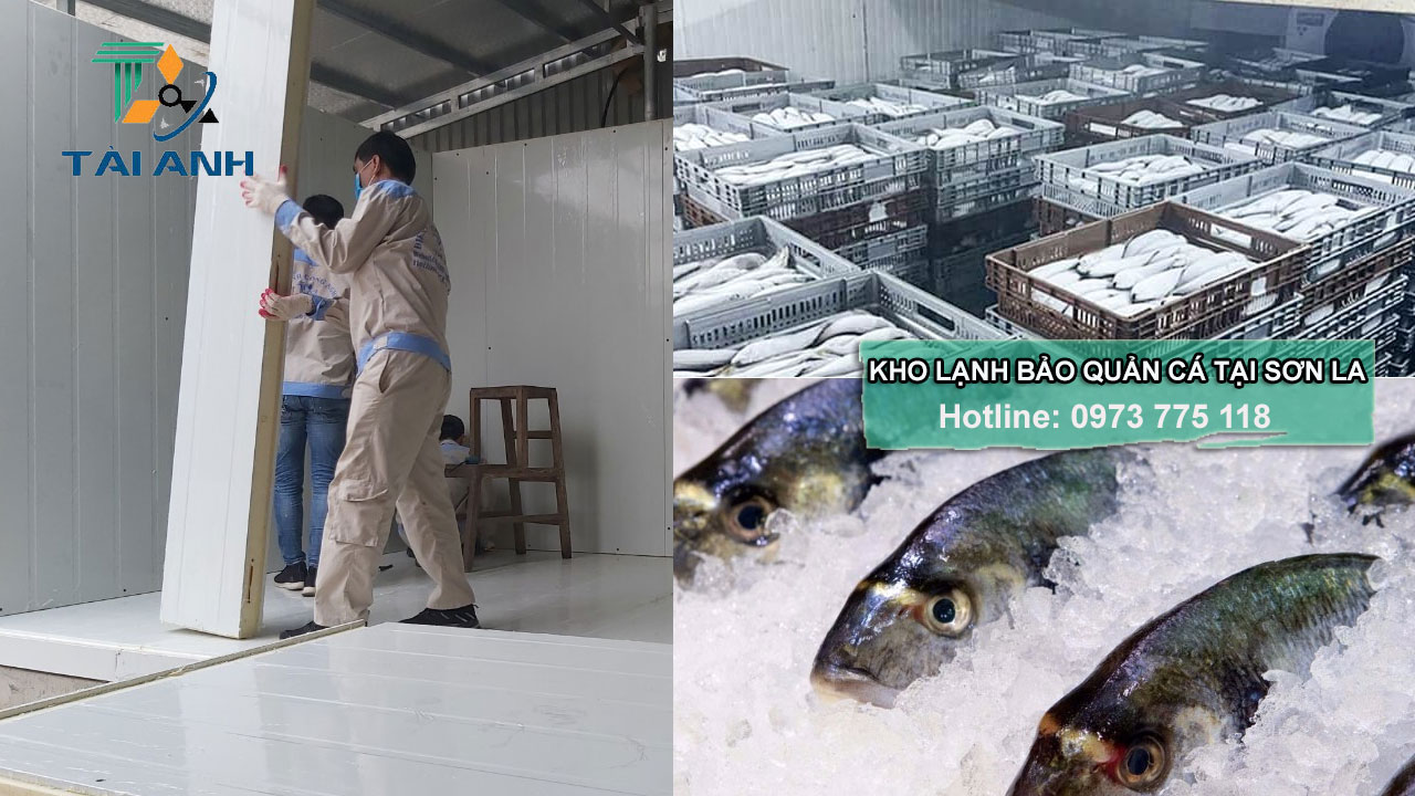 lắp đặt kho lạnh bảo quản cá tại Sơn La